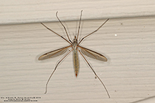 European crane fly