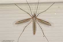 European crane fly