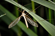 common crane fly (Tipula sp.)