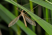 common crane fly (Tipula sp.)