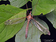 common crane fly (Tipula sp.)