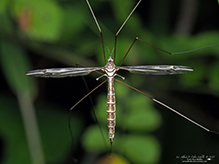 common crane fly (Tipula caloptera) - Featured photo
