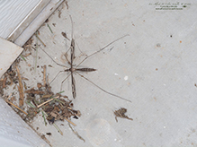 common crane fly (Tipula furca)
