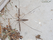 common crane fly (Tipula furca)