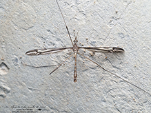 common crane fly (Tipula furca)