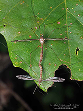 common crane fly (Tipula furca)