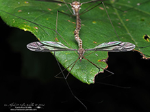 common crane fly (Tipula furca)