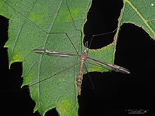 common crane fly (Tipula furca)