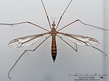 common crane fly (Tipula furca)