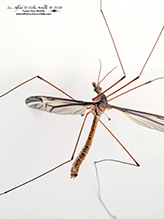 common crane fly (Tipula furca)