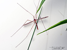 common crane fly (Tipula furca)