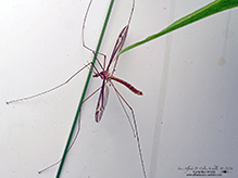 common crane fly (Tipula furca)