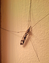 common crane fly (Tipula trivittata)