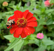 common eastern bumble bee