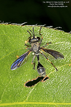 common eastern physocephala