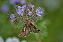 common looper