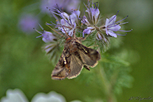 common looper