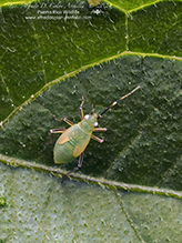 common nettle flower bug