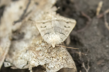 common oak moth