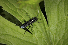 common sawfly (Macrophya trisyllaba)