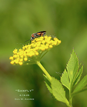 common sawfly (Dolerus sp.)