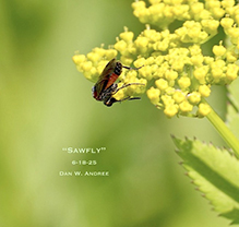 common sawfly (Dolerus sp.)