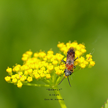 common sawfly (Dolerus sp.)