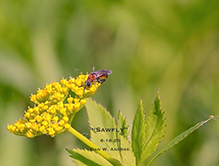common sawfly (Dolerus sp.)