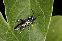 common sawfly (Macrophya epinota)