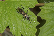 common sawfly (Macrophya trisyllaba)