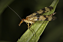 common scorpionfly (Panorpa sp.)