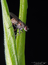 common tiger fly