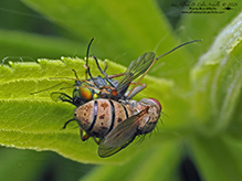 common tiger fly