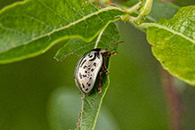 common willow calligrapher beetle