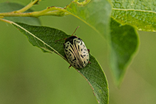 common willow calligrapher beetle