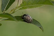 common willow calligrapher beetle