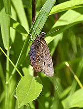 common wood nymph