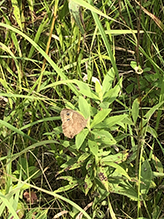 common wood nymph