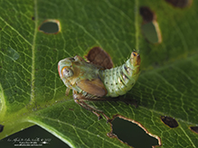 coppery leafhopper