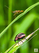 coreopsis beetle and two-spotted grass bug