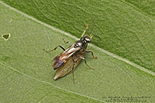 crabronid wasp (Alysson oppositus)