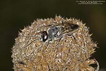 crabronid wasp (Astata unicolor)