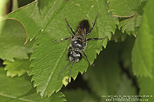crabronid wasp (Astata unicolor)