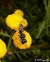 crabronid wasp (subfamily Crabroninae)