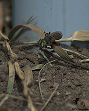 crabronid wasp (Tachytes pennsylvanicus)