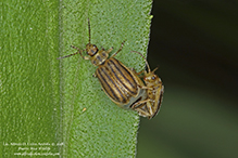 crowded flea beetle