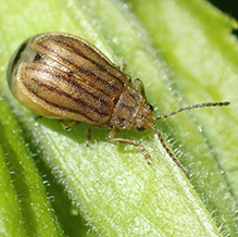 crowded flea beetle