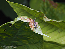 currant-tip borer