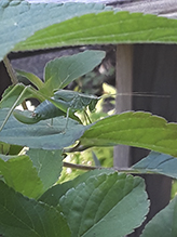 curve-tailed bush katydid