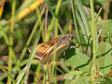 Delaware skipper
